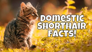 10 Interesting Facts About Domestic Shorthair Cats [upl. by Airrehs]