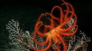 Undersea Volcanoes  Planet Earth  BBC Earth [upl. by Yeliak]