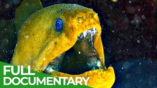 Underwater Predators  Race of Life  Episode 10  Free Documentary Nature [upl. by Jakoba75]