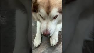 Itchy Fish Stop Scratching alaskanmalamutes malamutelovers adogslife [upl. by Jermaine]