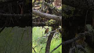 Crossbill Idaho nature idaho travel wildlife birds animals forest [upl. by Kittie]