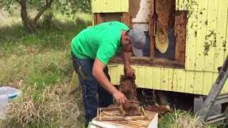 Honey Bee Hive Removal in the Brush Country by Luis Slayton of Bee Strong Honey and Bee Removal [upl. by Wildon]