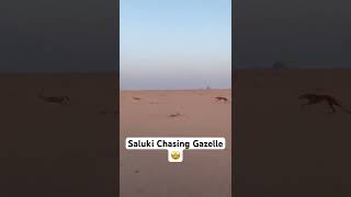 Saluki Dog Chasing Gazelle in the Desert [upl. by Blayne]