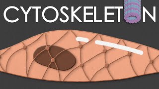 Cytoskeleton structure and function [upl. by Niwdla302]