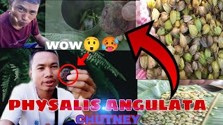 PHYSALIS ANGULATA  CHUTNEY 😋🤤Potting golu hor bo [upl. by Annoif]