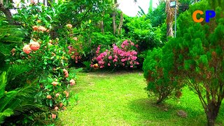 COZIEST COUNTRYSIDE GARDEN WITH LOTS OF FRUIT BEARING TREES [upl. by Airetnohs195]