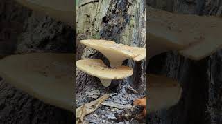 The Dryads Saddle  Edible Mushroom [upl. by Odey]