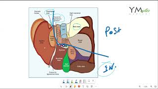 Liver Anatomy GIT مراجعة [upl. by Polloch]