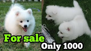 German Spitz puppies for sale only in 1000Indian Spitz puppies for sale in very low price [upl. by Alston]