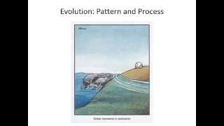 Evolutionary pattern and process [upl. by Wilona]