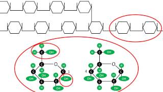 Glucogénesis  Síntesis y estructura del glucógeno [upl. by Uhile]