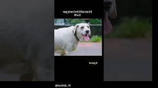 Dogs movie in Hindi 🤣🤣 [upl. by Aggie930]