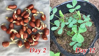 Tips to grow peanuts in pots at home easy and fast [upl. by Marigolde783]