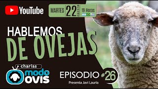 Hablemos de Ovejas Episodio 26  22823 [upl. by Laerol]