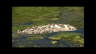 They Live In Africas Biggest Marsh Nilotes In The Sudd Marsh [upl. by Desiree]