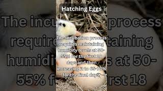 Are You Ready To Hatch Your Own Chicks [upl. by Garin]