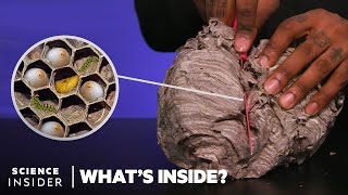 Whats Inside A Wasps Nest  Whats Inside [upl. by Pallas]