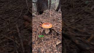 Beautiful PorcinoCepBolet shorts new trending nature foryou forest wood mushroom porcini [upl. by Justina497]