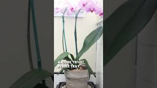 DIY Pebble Trays for Houseplants to Increase Humidity gardeningtips shorts [upl. by Notsa771]