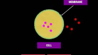 Cell Membrane and Selective Permeability [upl. by Ydoj]