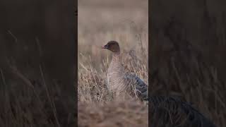 PINKFOOTED GOOSE Anser brachyrhynchus [upl. by Enelhtak]