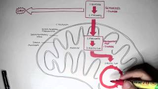 Human Metabolism Map  Cellular Respiration Glycolysis and The Krebs Cycle [upl. by Robinett689]