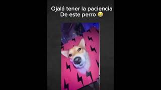 Ojalá tener la paciencia de este perro 😭 humor apt song perros memes paciencia [upl. by Lambart]