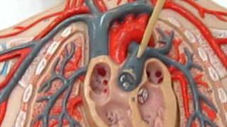 enfermagem anatomia arterias [upl. by Ymmac]