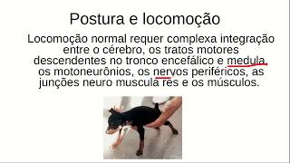 Semiologia Veterinária UNILEAO Exame Neurológico Parte 2 [upl. by Aihsercal]