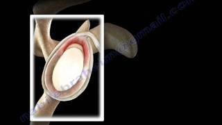 SLAP Tear Overview  Everything You Need To Know  Dr Nabil Ebraheim [upl. by Kelbee]