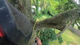 cut down beautiful black walnut tree and kept the logs [upl. by Sonnie863]