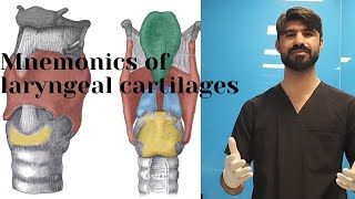 mnemonic of laryngeal cartilages  paired and  unpaired  cartilages  anatomy [upl. by Annahael]