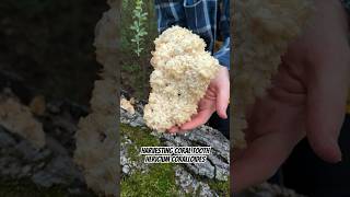 Harvesting Coral Tooth Fungus Hericium coralloides Delicioue Edible Mushroom in Napa CA [upl. by Lorine214]