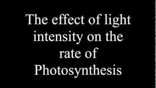 Effect of Light Intensity on the rate of Photosynthesis [upl. by Israel]