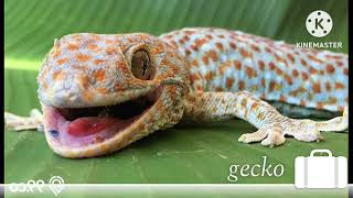 30 Minutes Gecko Tokay Tokek Sound For Sleeping [upl. by Assej747]