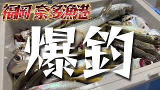 【爆釣】 福岡釣り 🔰簡単に楽しめる釣り場はココで決まり！福岡 奈多漁港 [upl. by Burman846]