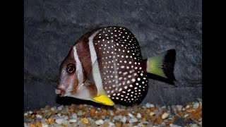 Acanthurus Guttatus Интернет магазин REEF EXCLUSIVE [upl. by Anoirb]