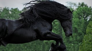 WATCH AND BE CAPTIVATED FRIESIAN STALLION FREDERIK THE GREAT [upl. by Ynettirb]