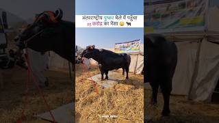 International Pushkar Mele Me Aya 25 Crore Ka Bhesa 🇮🇳💪😮😮🇮🇳shorts animaldesipets buffaloviral [upl. by Blackburn]