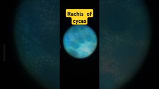 Rachis of cycas bsc 1st year pratical bsc botany microscopic [upl. by Garin760]