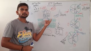 ATP Synthesis in ChloroplastPlantsCSIR NET in Hindi [upl. by Ojyllek]