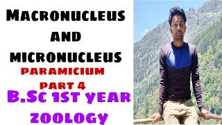 Macronucleus and micronucleus in paramiciumBSc 1st year zoology [upl. by Darbie]