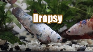 My fish has DROPSY and this is How I deal with it [upl. by Namolos]