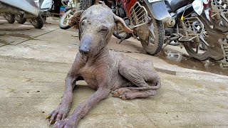 Rescued Older Dog with mange and severe skin disease [upl. by Rehpotsrihc]