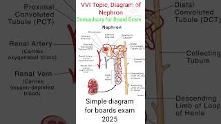 The ULTIMATE Nephron Diagram for Biology Class 10  EASY Tutorialshortsytshorts [upl. by Eilra687]