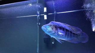 APOLLO 22 Dovii Wolf Cichlid [upl. by Anreval723]