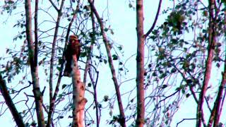 NIGHTJARS IN THE NEW FOREST [upl. by Nirot]