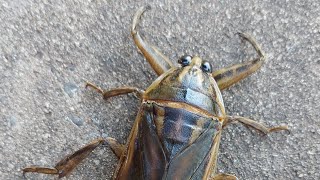 Lethocerus Deyrollei Giant water bug 🪲 Shorts [upl. by Anaer]