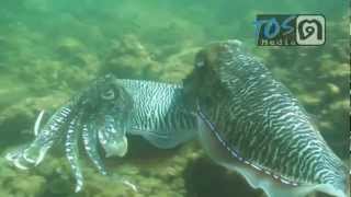 CuttleFish Mating [upl. by Ilram]