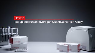 How to set up and run an Invitrogen™ QuantiGene™ Plex Assay [upl. by Neetsuj]